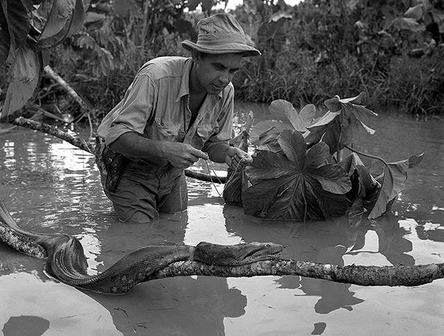 Rolf Blomberg, naturalista. Amazonía ecuatoriana, ca. 1950.
